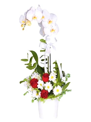 Tekli Orkide Aranjman