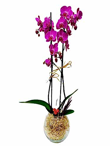 Cam Fanusta Pembe Orkide