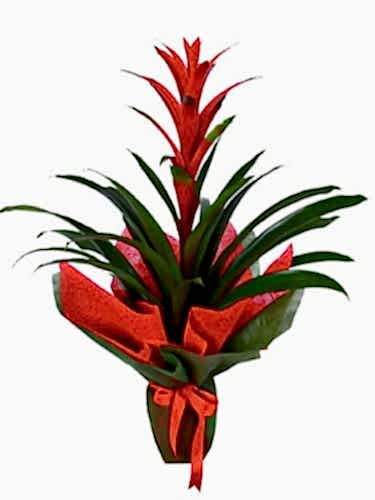 Kırmızı Guzmanya Çiçeği