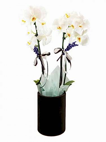 Kutuda Çiftli Orkide