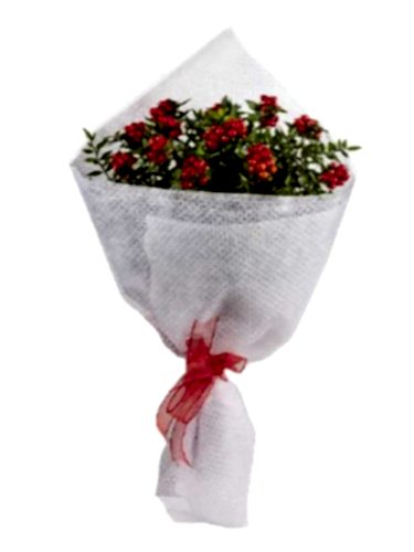 Kırmızı Kokinalar Beyaz Süslemeli