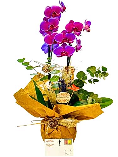 Çift Dal Mor Orkide