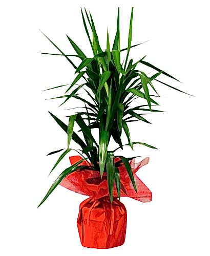 Büyük Boy 2`li Yucca Çiçeği