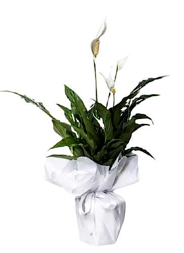 Spatifilyum Saksı Çiçeği