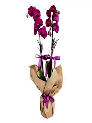 Mor Orkide