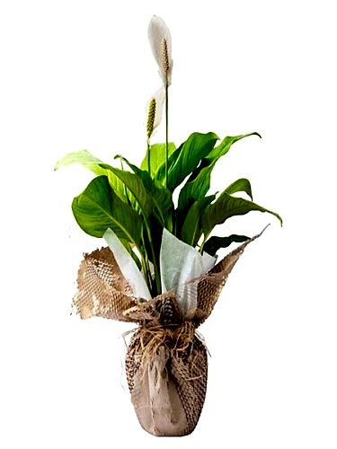 Hasır Tüllü Spatifilyum Saksı Çiçeği