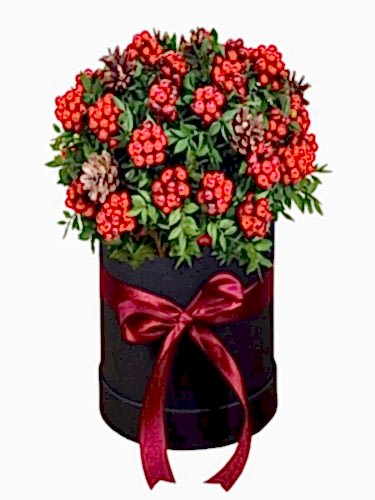 Yuvarlak Kutuda Kokinalar