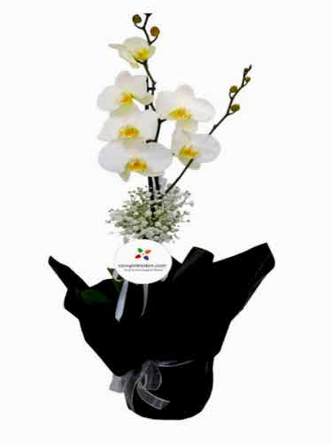 Tek Dal Orkide
