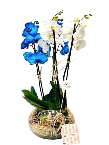 Fanusta Mavi Beyaz Orkideler